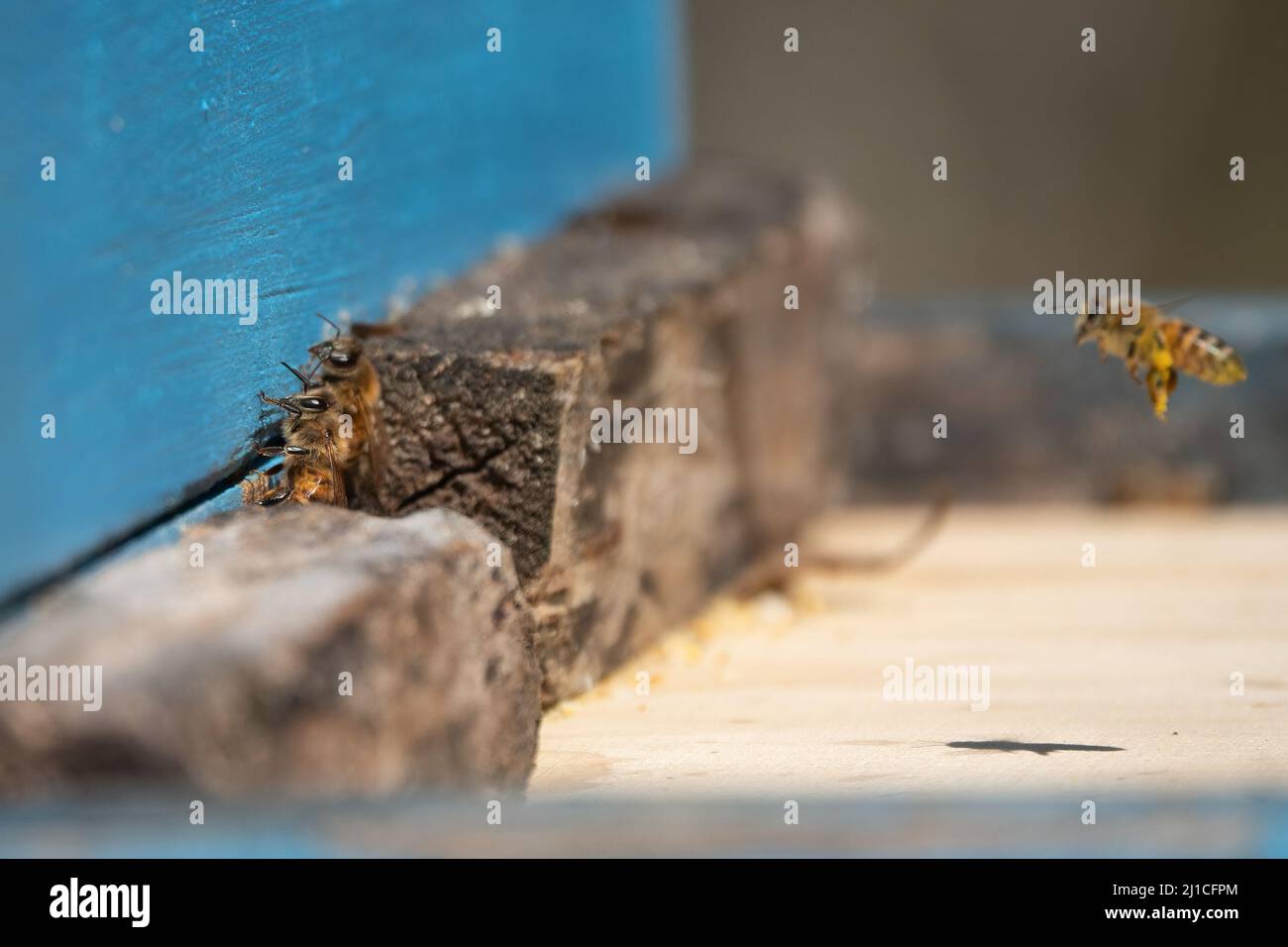 La produzione di miele Foto Stock