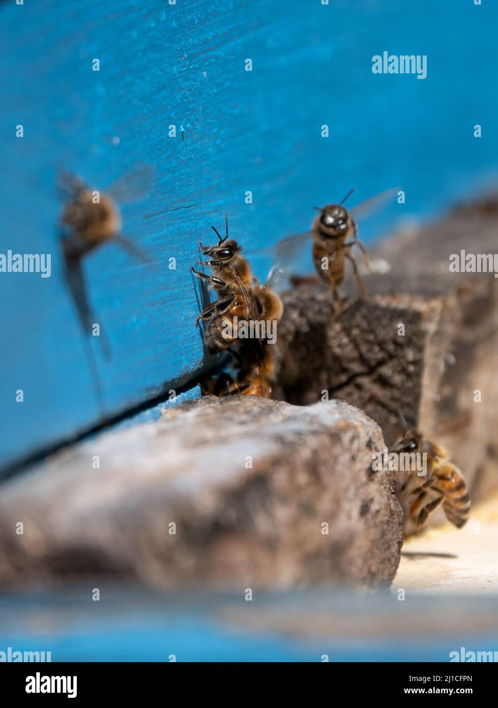 La produzione di miele Foto Stock