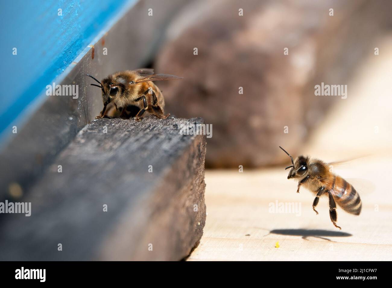 La produzione di miele Foto Stock