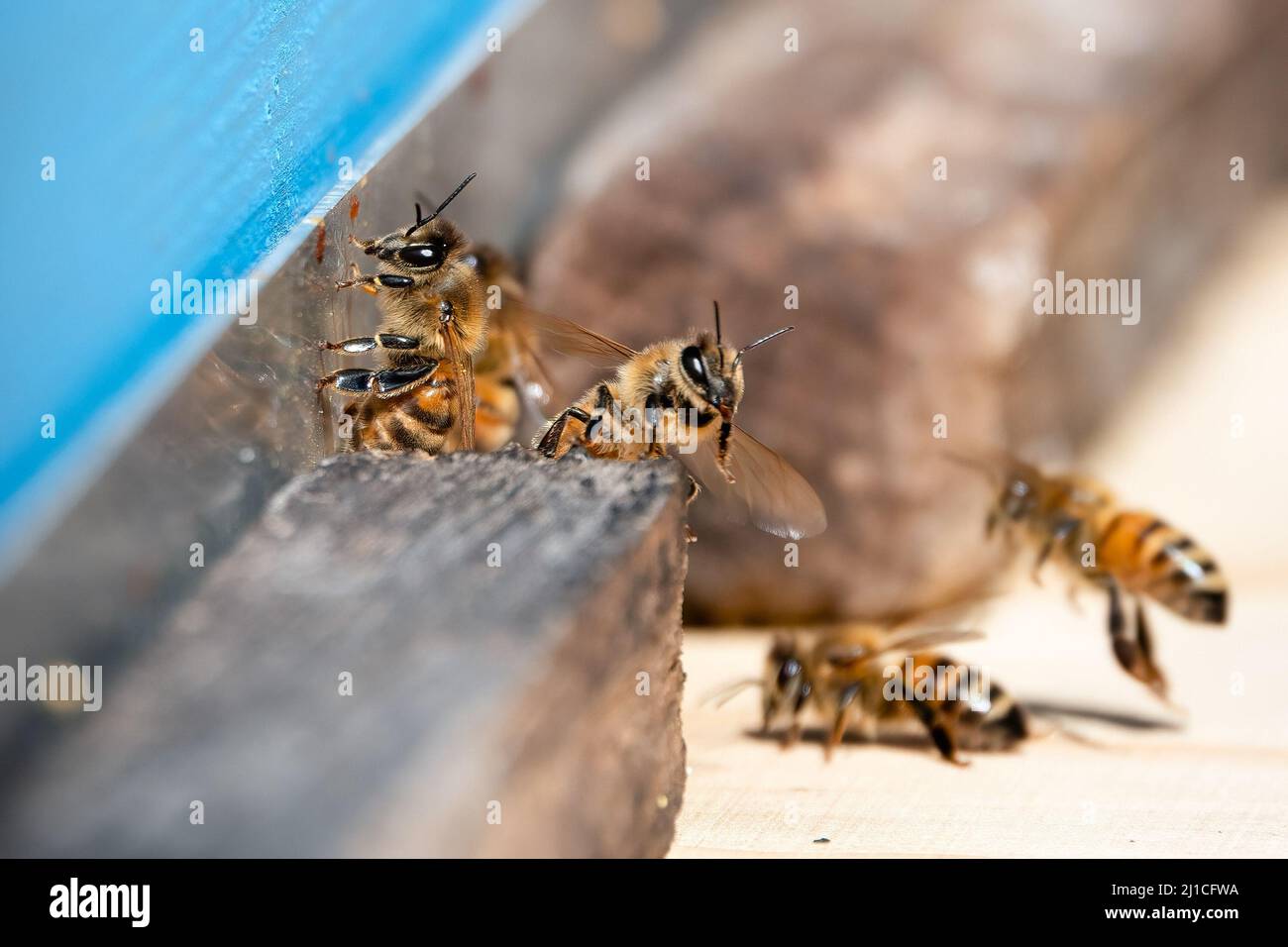 La produzione di miele Foto Stock