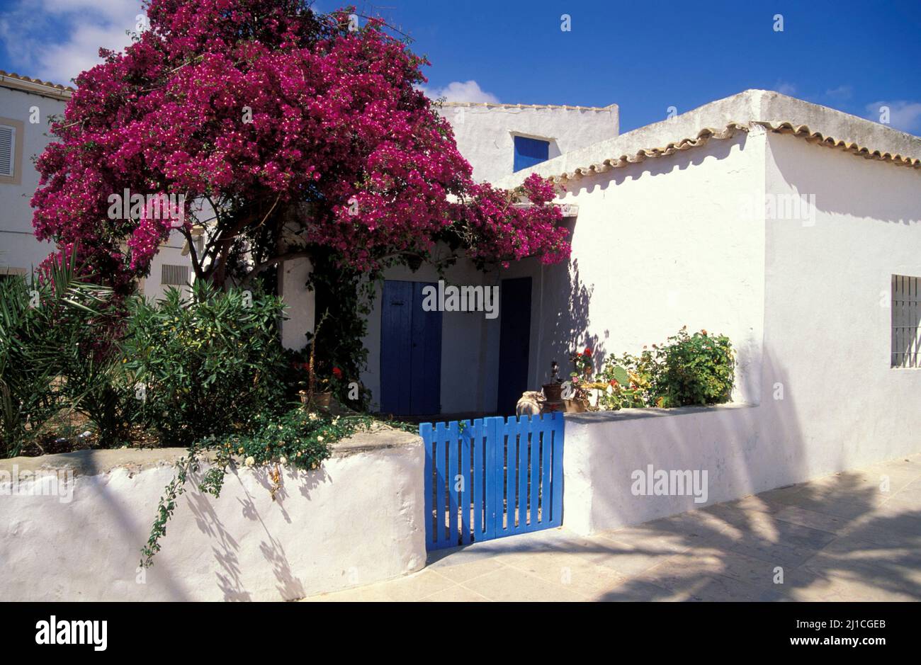 Sant Francesc, casa con bougainvilla fiorente, Formentera, Isole Baleari, Spagna, Europa Foto Stock