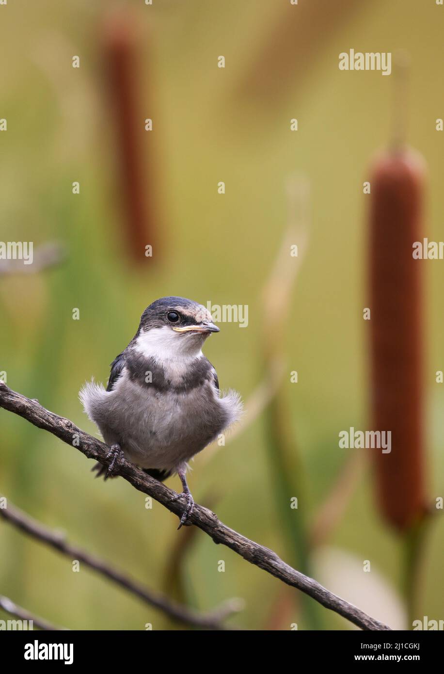 Giovane Swallow bianco-Throated tra i bulrushes, Sudafrica Foto Stock