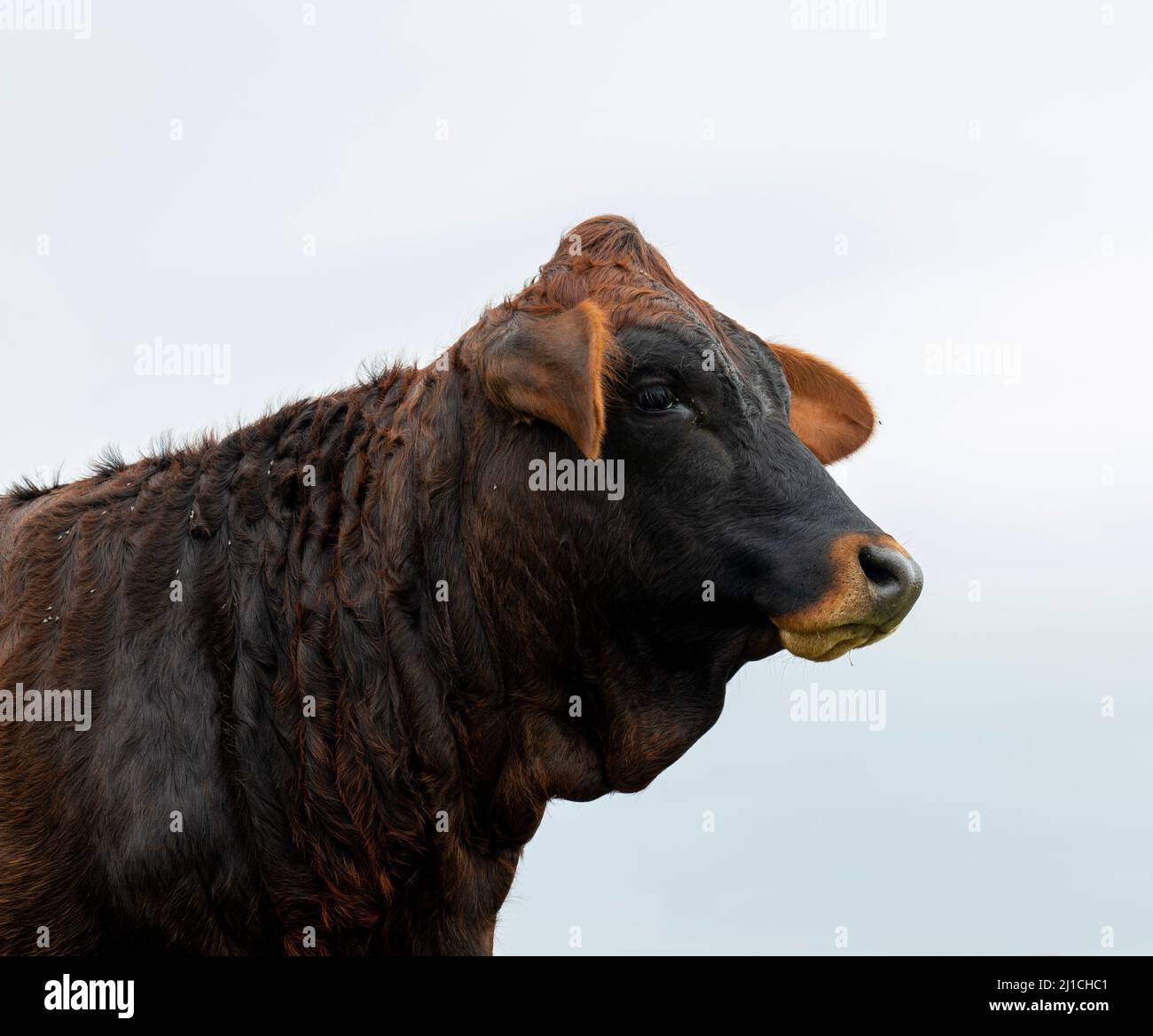 Mucca di manzo marrone scuro in pascolo in immagine profilo di testa e spalle. Bestiame bovino di manzo concetto con spazio per la copia. Foto Stock