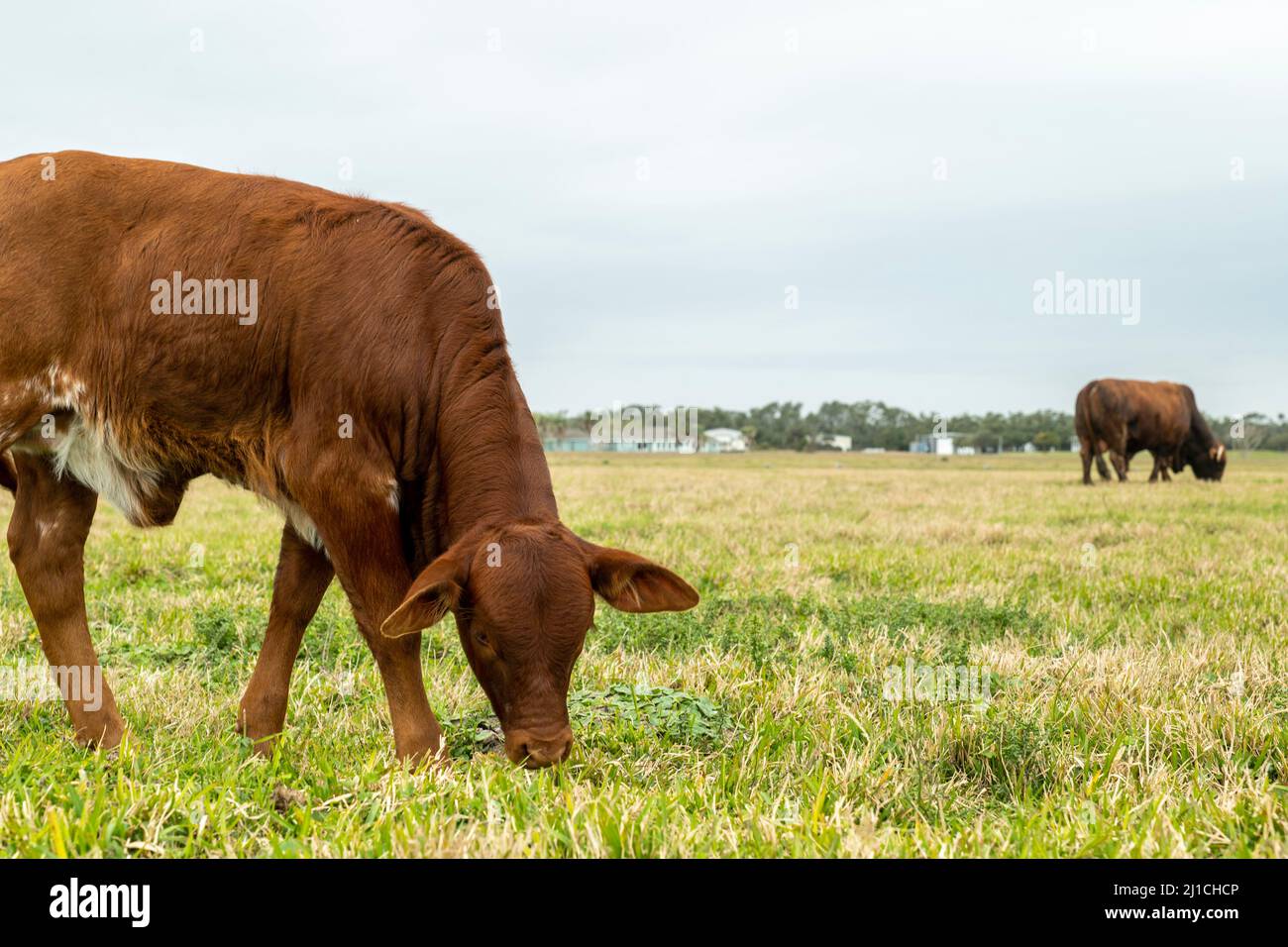 Bovini bovini bestiame vitello mangiare erba in pascolo in una giornata nuvolosa, con mucca adulta in lontananza. Concetto agricolo e agricolo. Foto Stock