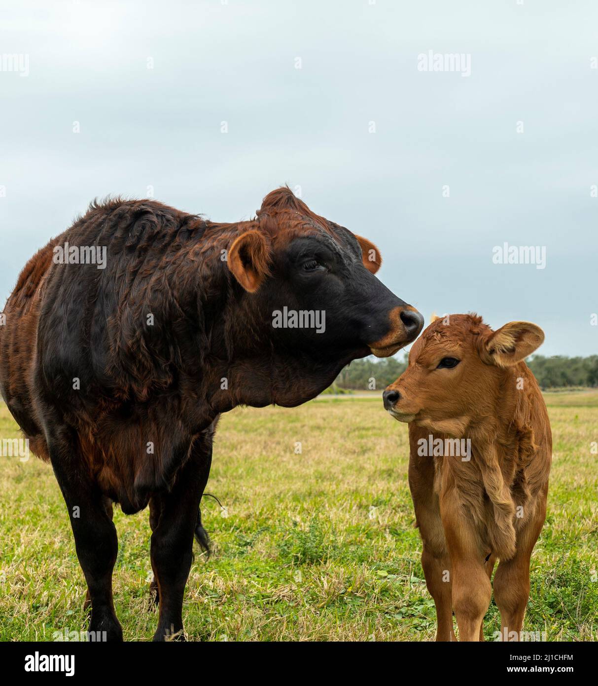 Mucca e vitello, bestiame bovino di manzo in un pascolo fattoria in una giornata nuvolosa, di fronte alla macchina fotografica. Foto Stock