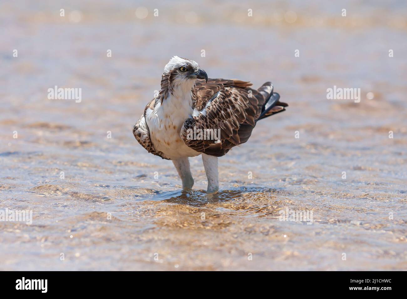 Pandion haliaetus - Osprey si erge in mare e caccia. Foto selvaggia. Foto Stock