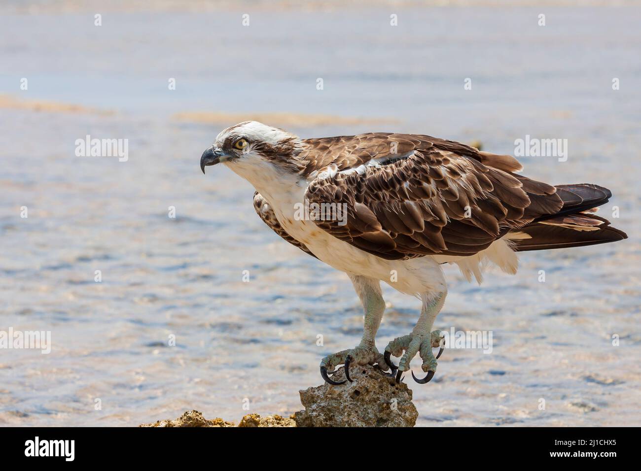 Pandion haliaetus - Aquila dalla coda bianca - ritratto da primo piano. Un'aquila sorge su una pietra del mare. Foto selvaggia Foto Stock