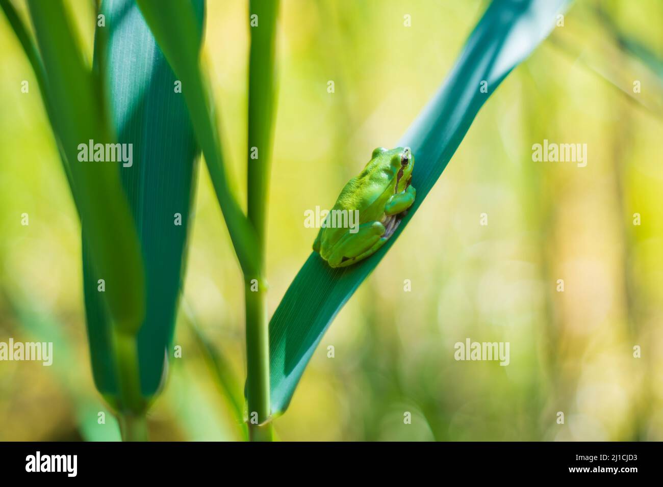 Hyla arborea - rana verde su un gambo. Lo sfondo è verde. La foto ha un bel bokeh. Foto selvaggia. Foto Stock