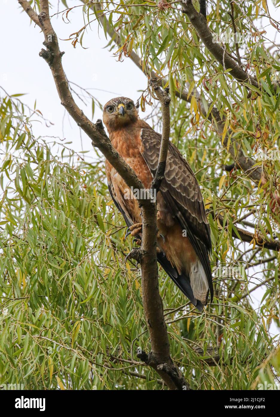 Steppe Buzzard, Parco Nazionale Kruger Foto Stock