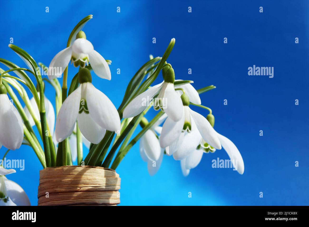 Bel bouquet nevicate in vaso Foto Stock