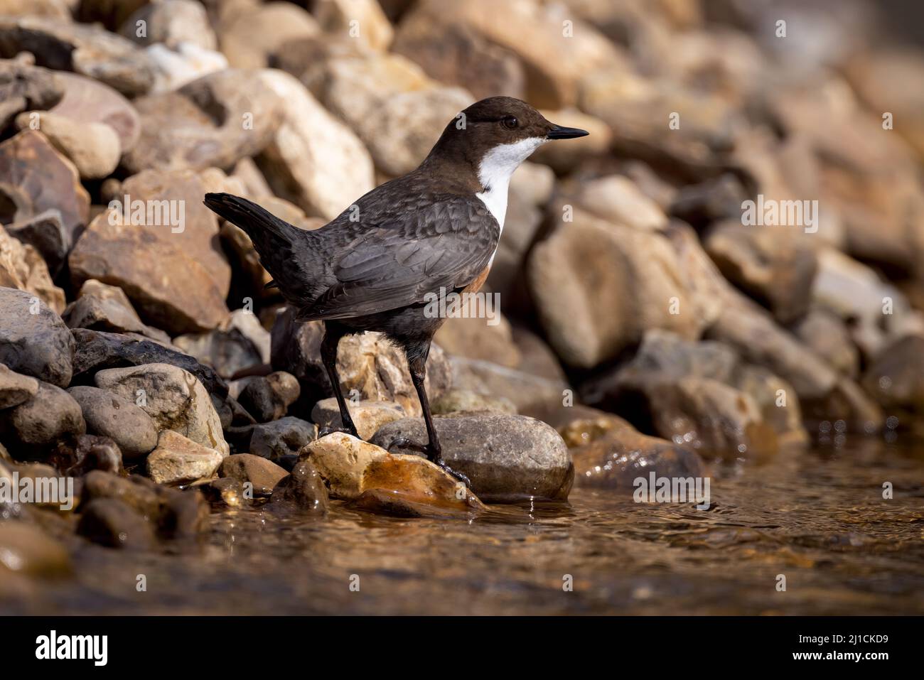 Tuffatore sul bordo del fiume Otter in Devon Foto Stock