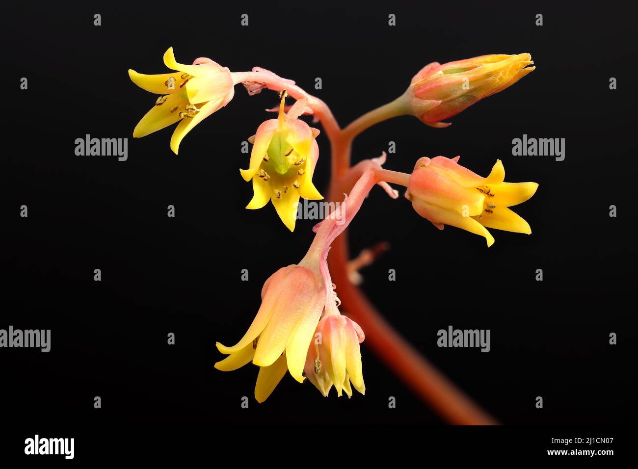 Risultato di focalizzazione impilamento di sorprendente fioritura succulente: Cotiledone Orbicolata Foto Stock
