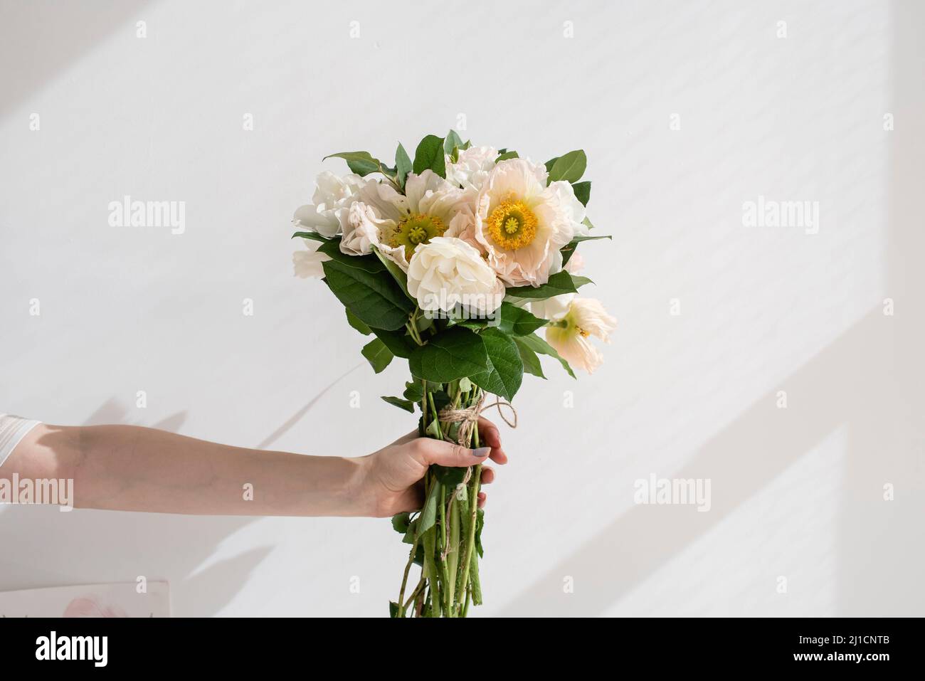 Una mano tiene un bouquet di papaveri davanti ad una finestra soleggiata. Foto Stock