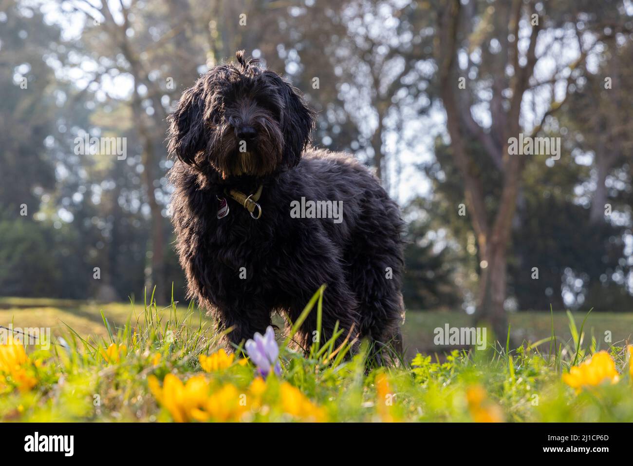 Un giovane cane labradoodle nero in piedi dietro colorato primo bloomer croco e fresco gras verde. Retroilluminazione, sfondo sfocato, primo piano sfocato Foto Stock