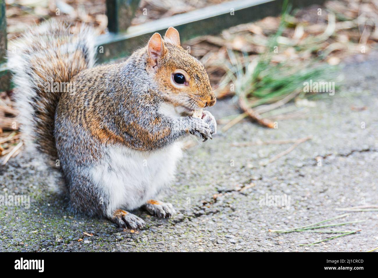 Scoiattolo che mangia noci nel parco di Bournemouth Foto Stock