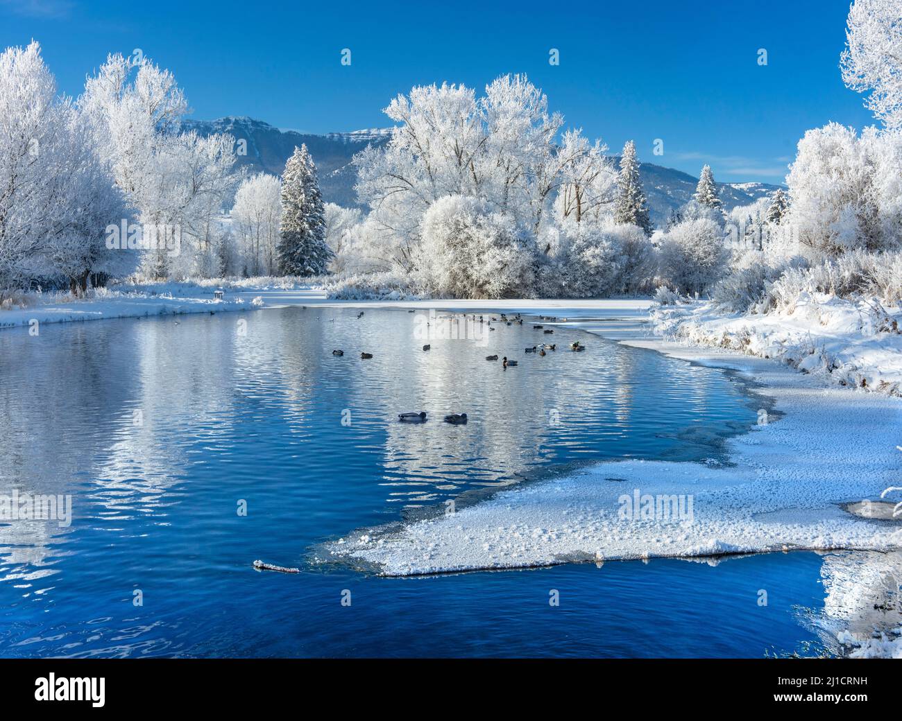 Marr Pond, anatre, inverno, gelo, contea di wallowa, oregon Foto Stock