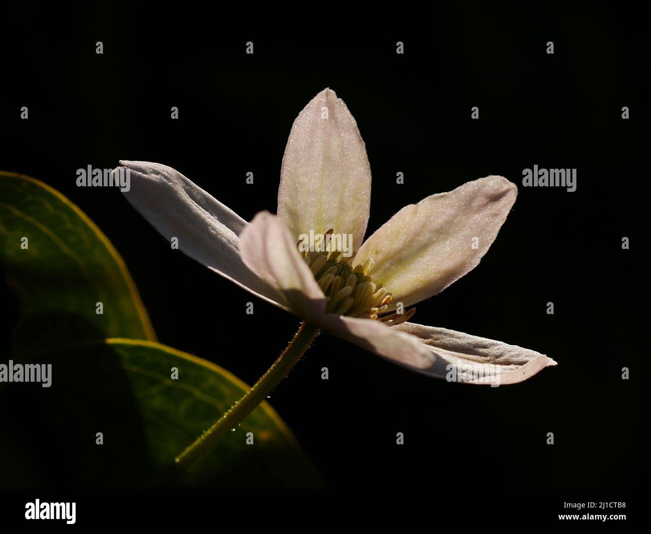 Vista laterale illuminata dal sole del fiore bianco di Clematis armandii Foto Stock