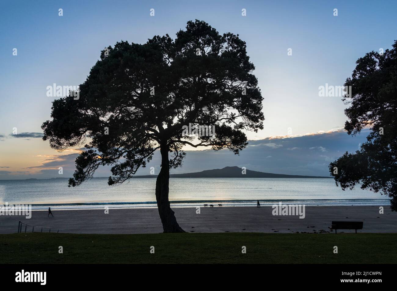Persone e cani che camminano alla spiaggia di Takapuna all'alba. Isola di Rangitoto incorniciata da alberi di Pohutukawa, Auckland. Foto Stock