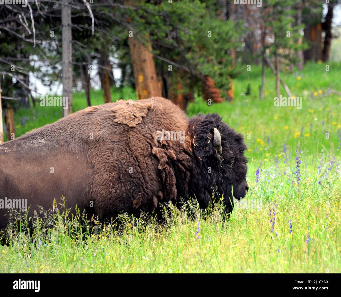 Immagine ravvicinata di un bufalo nel Parco Nazionale di Yellowstone. È in piedi in una glata di erba alta. Foto Stock Immagine ravvicinata di un bufalo nel Parco Nazionale di Yellowstone. È in piedi in una glata di erba alta. Foto Stock