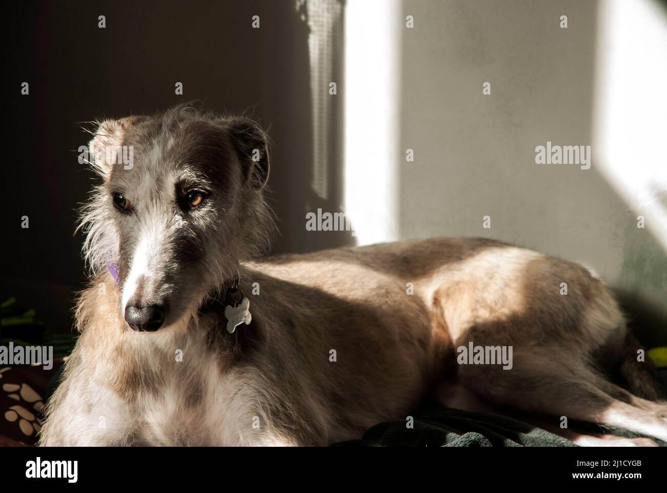Adorabile femmina Lurcher cane riposo closeup interno Foto Stock