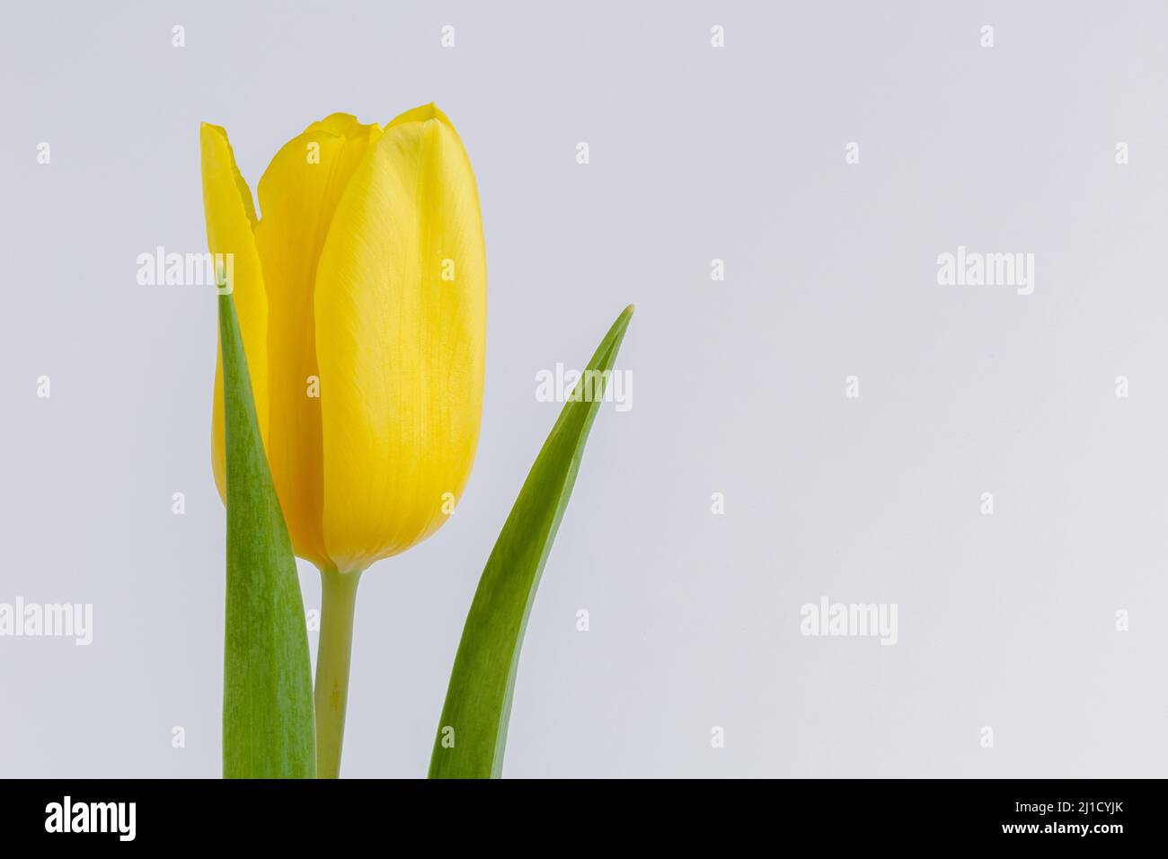 Tulipano giallo singolo, fiore di primavera Foto Stock