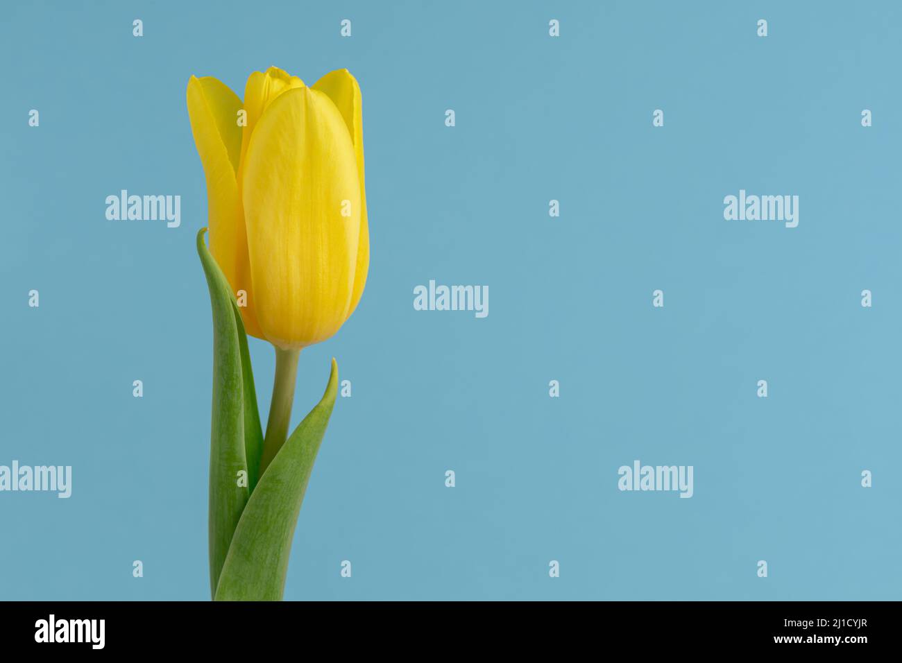 Tulipano giallo singolo, fiore di primavera Foto Stock