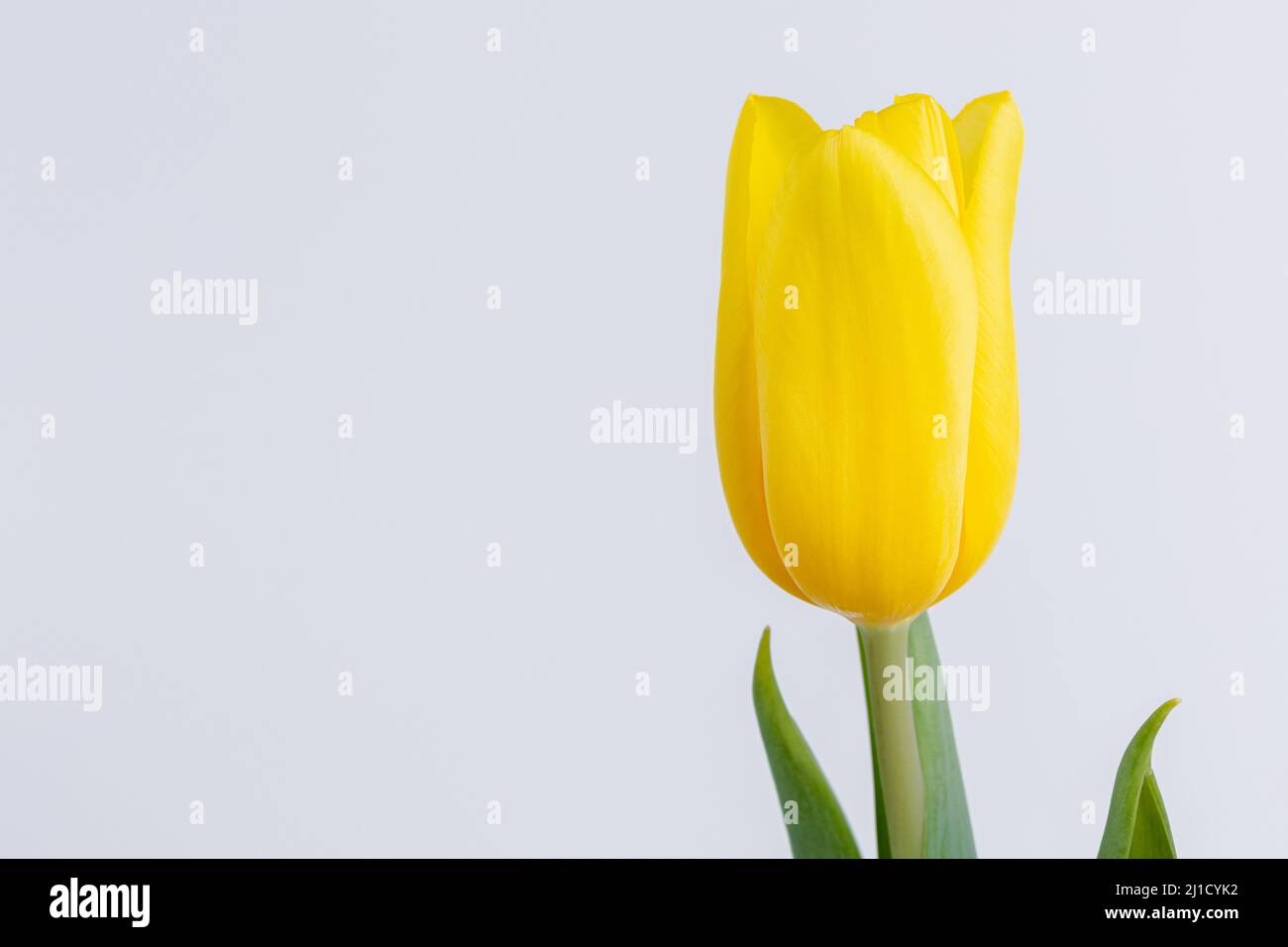 Tulipano giallo singolo, fiore di primavera Foto Stock