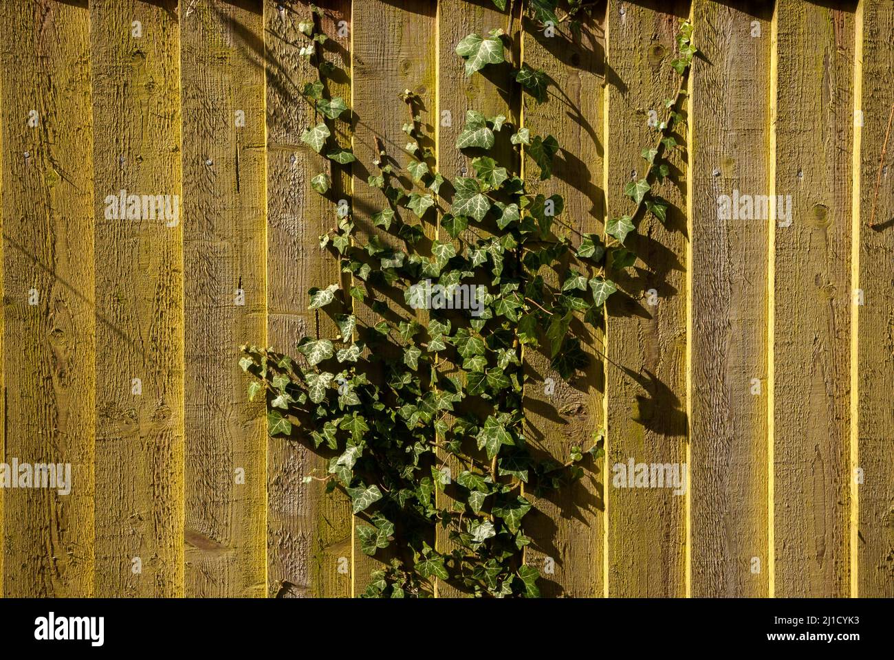 Legno casa giardino parete superficie con pianta edera closeup come sfondo Foto Stock