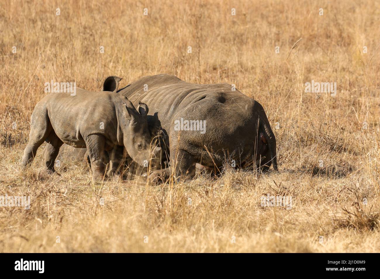 Bianco Rhino con vitello, Sudafrica Foto Stock