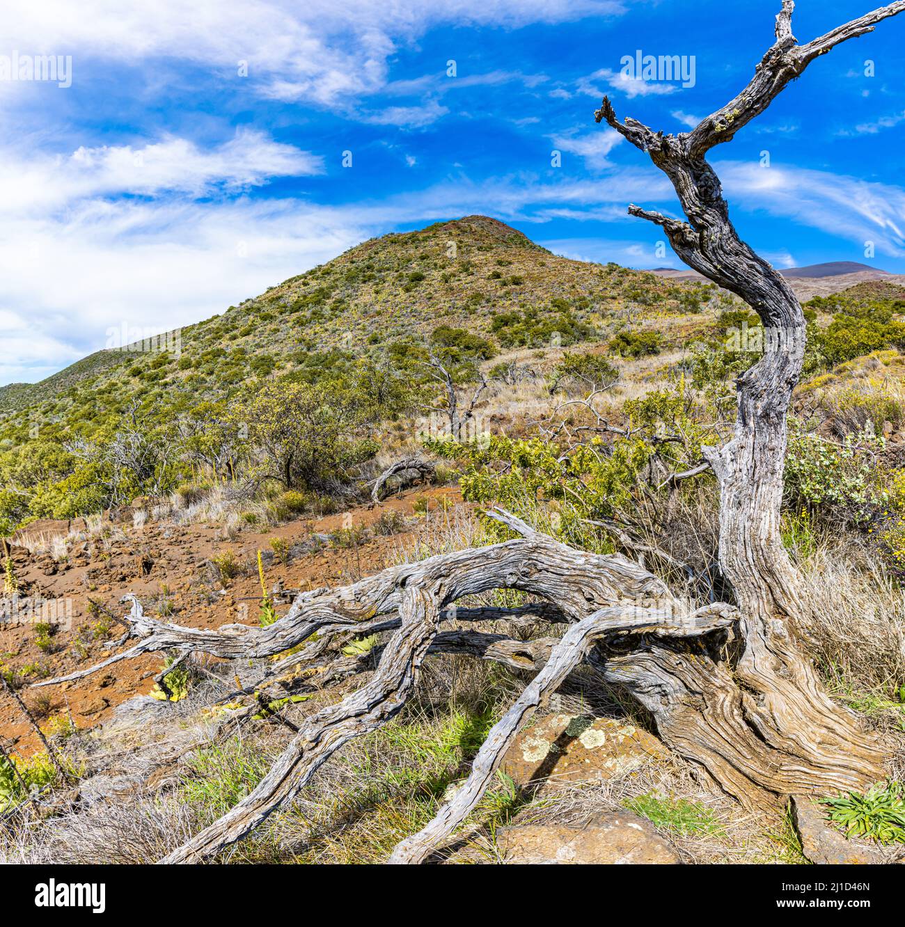 Twisted Tree Trunk vicino alla cima del vulcano Mauna Kea 13.796-ft , Mauna Kea, Hawaii, USA Foto Stock