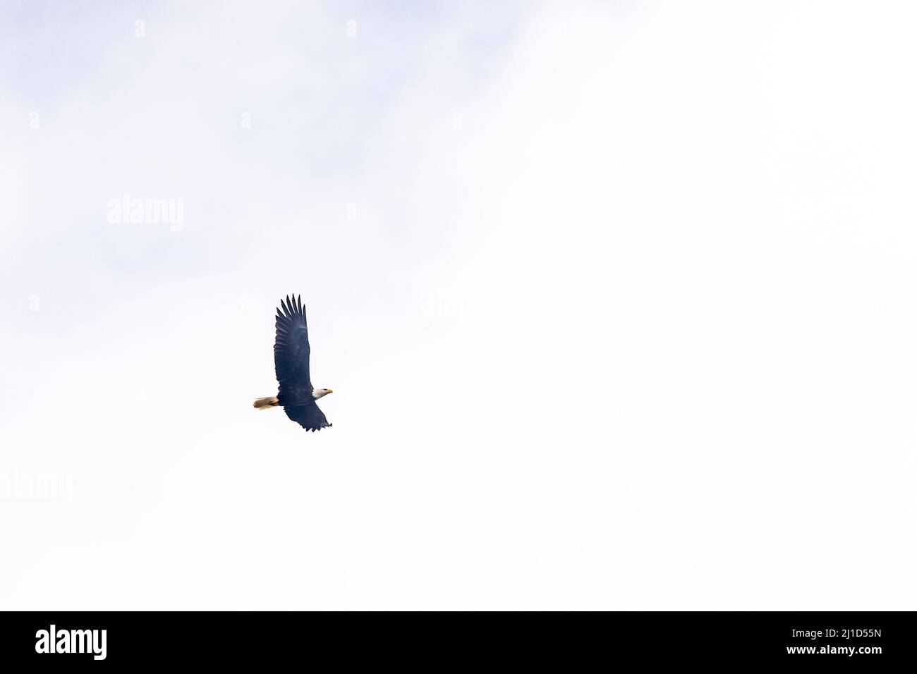 Un'aquila Bald in volo lungo la striscia costiera dell'Olympic National Park, Washington, USA. Foto Stock