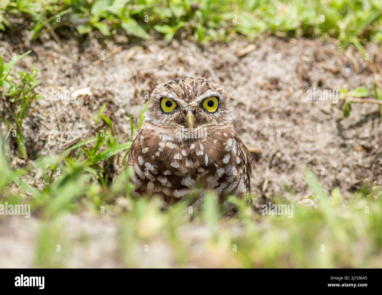 Un giovane owlet in burrowing si trova al di fuori del suo burrow Foto Stock