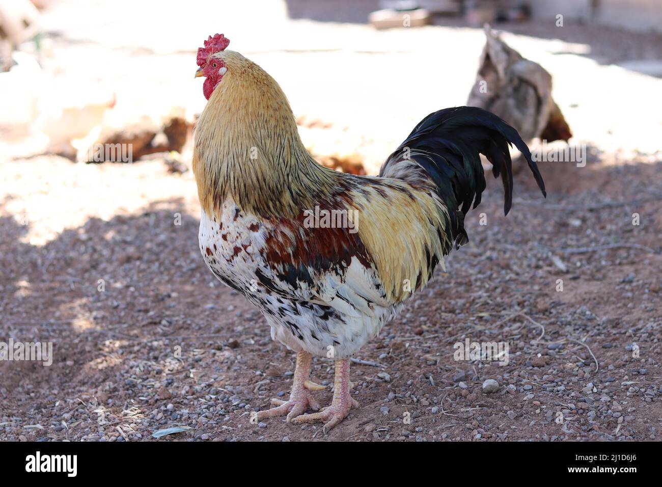 Ameraucana gallo in piedi tra alcuni altri polli in una fattoria a conduzione familiare a Gilbert, Arizona. Foto Stock