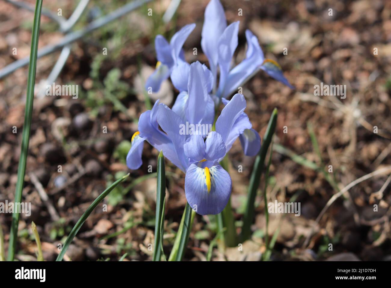 Primo piano di un'iride nana blu o iris reticulata da un giardino a Payson, Arizona. Foto Stock