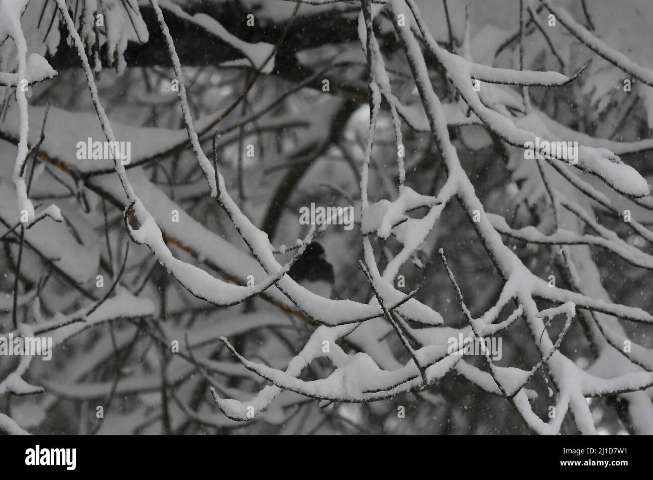 Junco dagli occhi neri che copre gli arti di un pino innevato Foto Stock