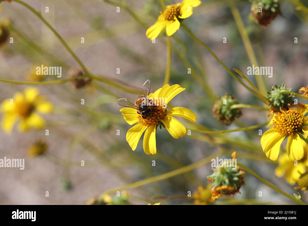 western honeybee o API mellifera che si nutrono su un fiore Bristol pennello al ranch d'acqua Ripariano in Arizona. Foto Stock