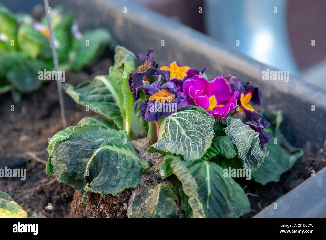 Il gelo comune primrose mormorso in primavera. Primula danneggiato dal gelo. Foto Stock