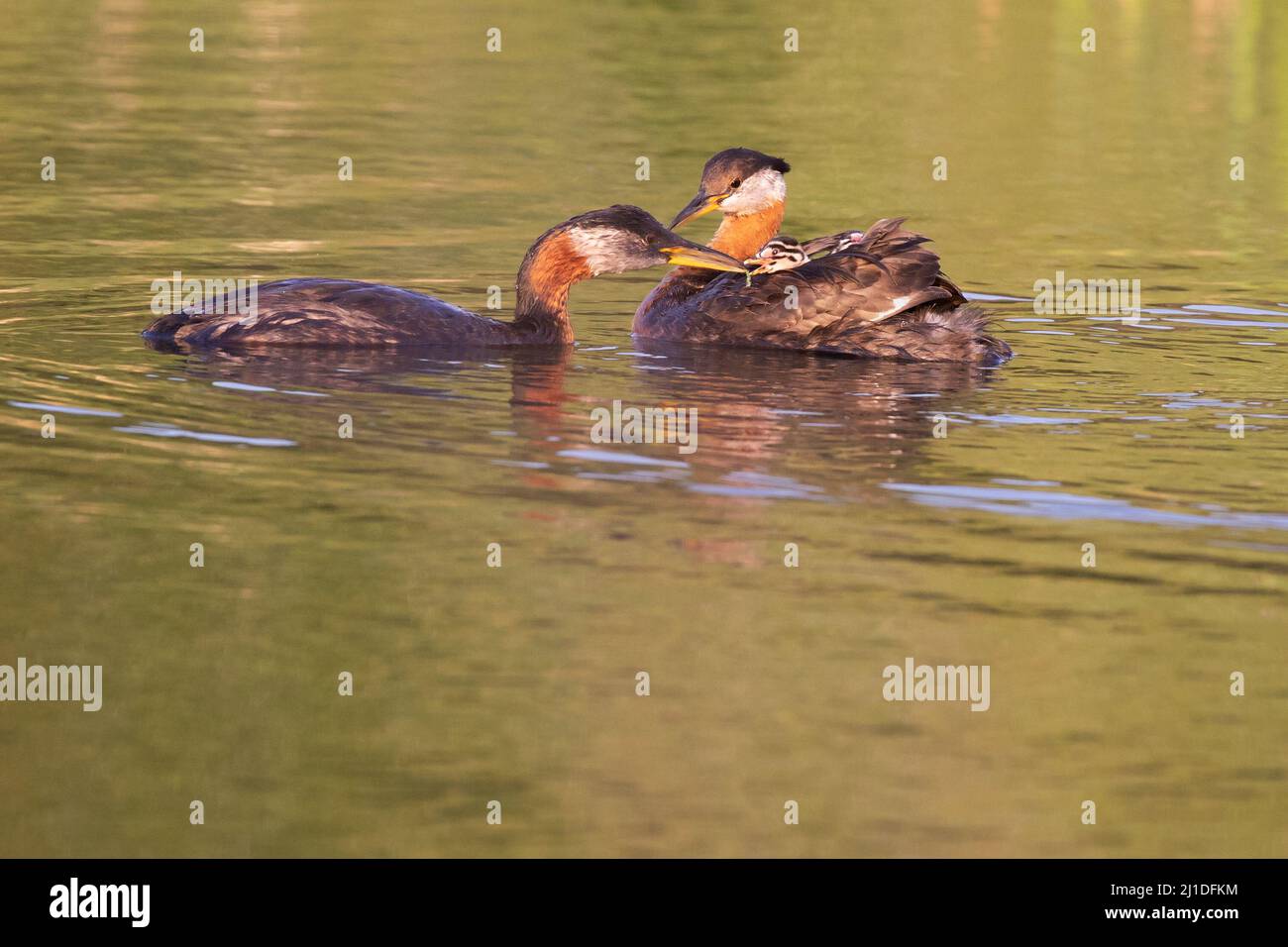 Grebe a collo rosso che alimenta il pulcino giovane sulla schiena dell'altro genitore in una zona umida nel Fish Creek Provincial Park, Calgary, Canada. Podiceps grisegena. Foto Stock