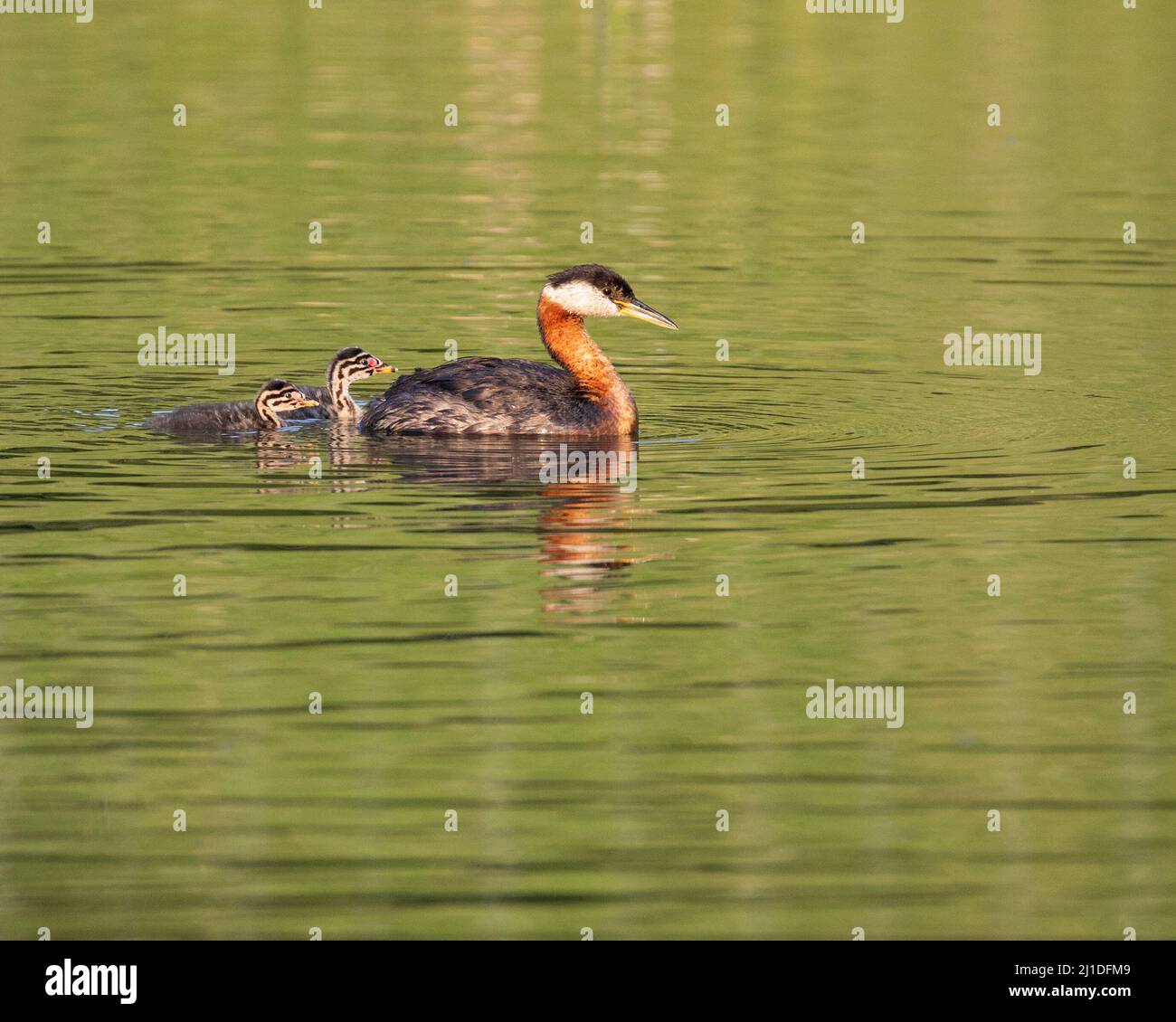 Uccello genitore di Grebe a collo rosso che nuota con pulcini giovani su uno stagno di acqua piovana nel Parco Provinciale di Fish Creek, Alberta, Canada. Podiceps grisegena. Foto Stock