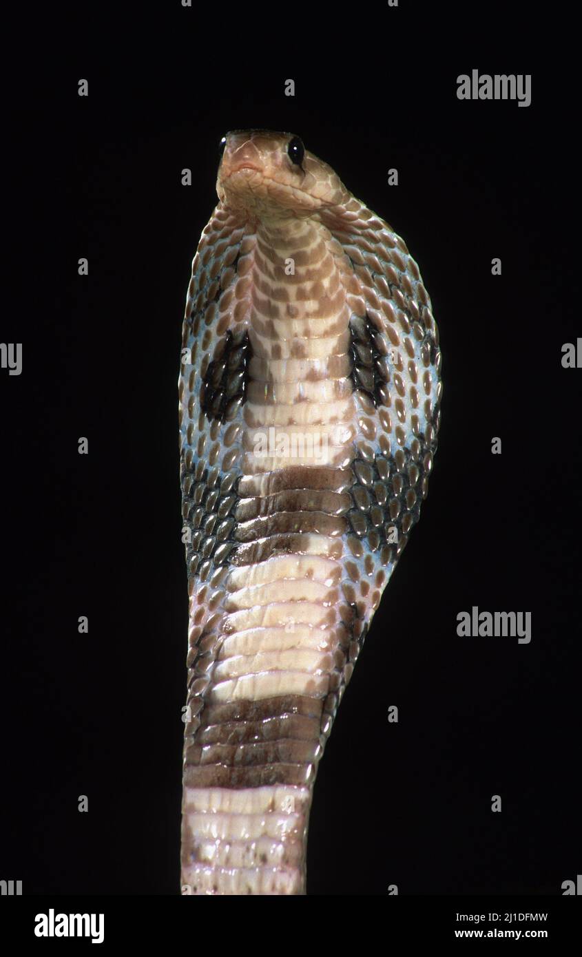 Cobra indiana che mostra il cofano in primo piano. Naja naja poliocellata Foto Stock
