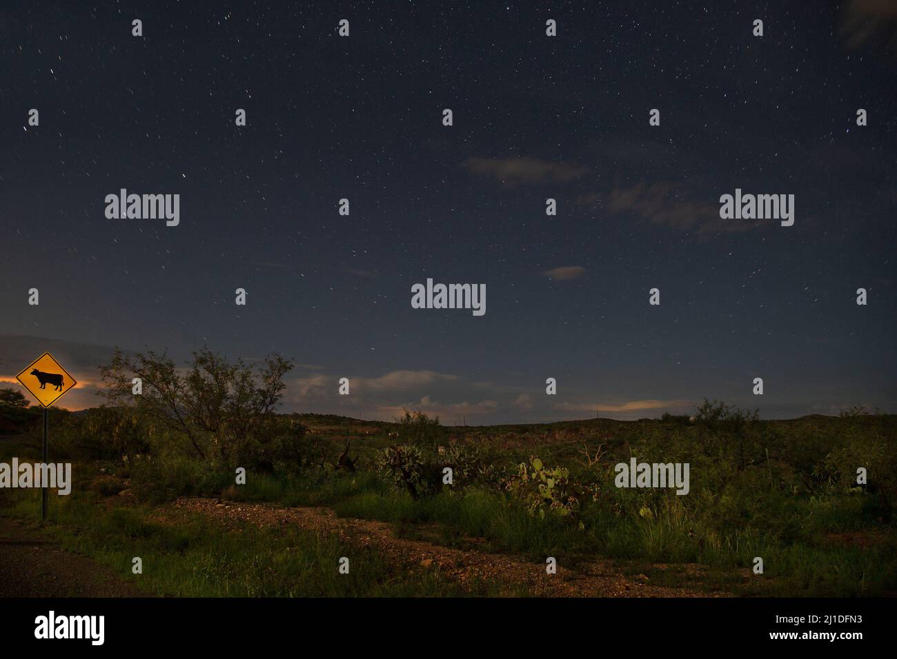 Segnale stradale di avvertimento per l'attraversamento del bestiame sotto il cielo notturno con le stelle sul deserto di sonora vicino a Tucson, Arizona Foto Stock