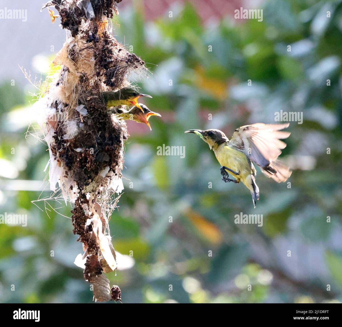 nettare-succhiare uccello in cerca di esca per sollevare pulcini Foto Stock