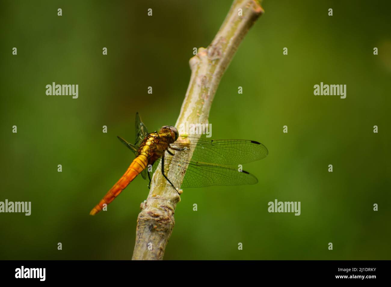Dragonfly arancione esotico seduto su branch.Crimson coda falco palude (ortetrum pruinosum) maschio Foto Stock