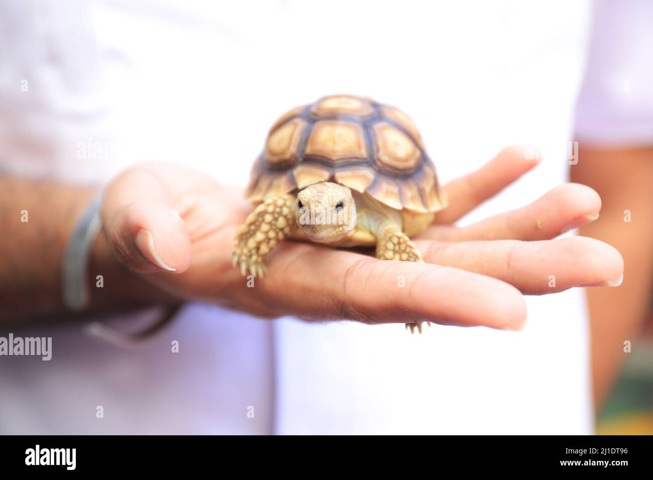 Surbaya, Indonesia - 24 marzo 2022: Tartaruga sulcata (tartaruga africana) Foto Stock