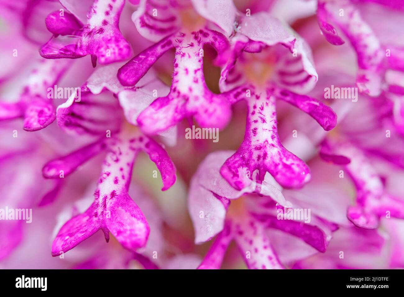 Orchis militaris, orchidea militare, orchidea selvatica terrestre europea in fiore in habitat naturale, particolare di fioritura, alba del mattino, Repubblica Ceca. Pin Foto Stock