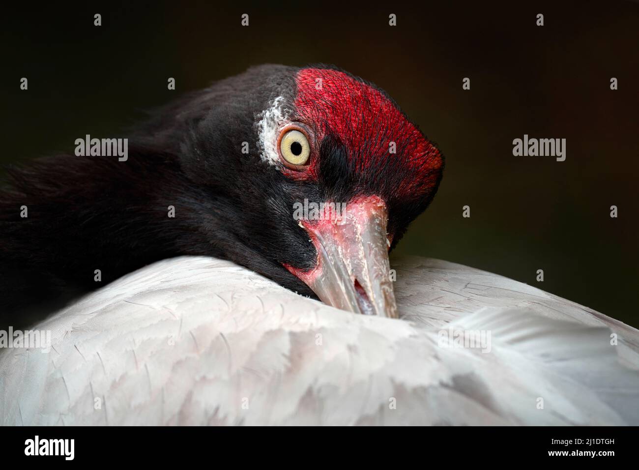 Gru a collo nero, Gru nigricollis, ritratto di testa di dettaglio di uccello grande con becco lungo. Uccello rosso a testa nera dall'altopiano tibetano in Cina. Birdwatching Foto Stock