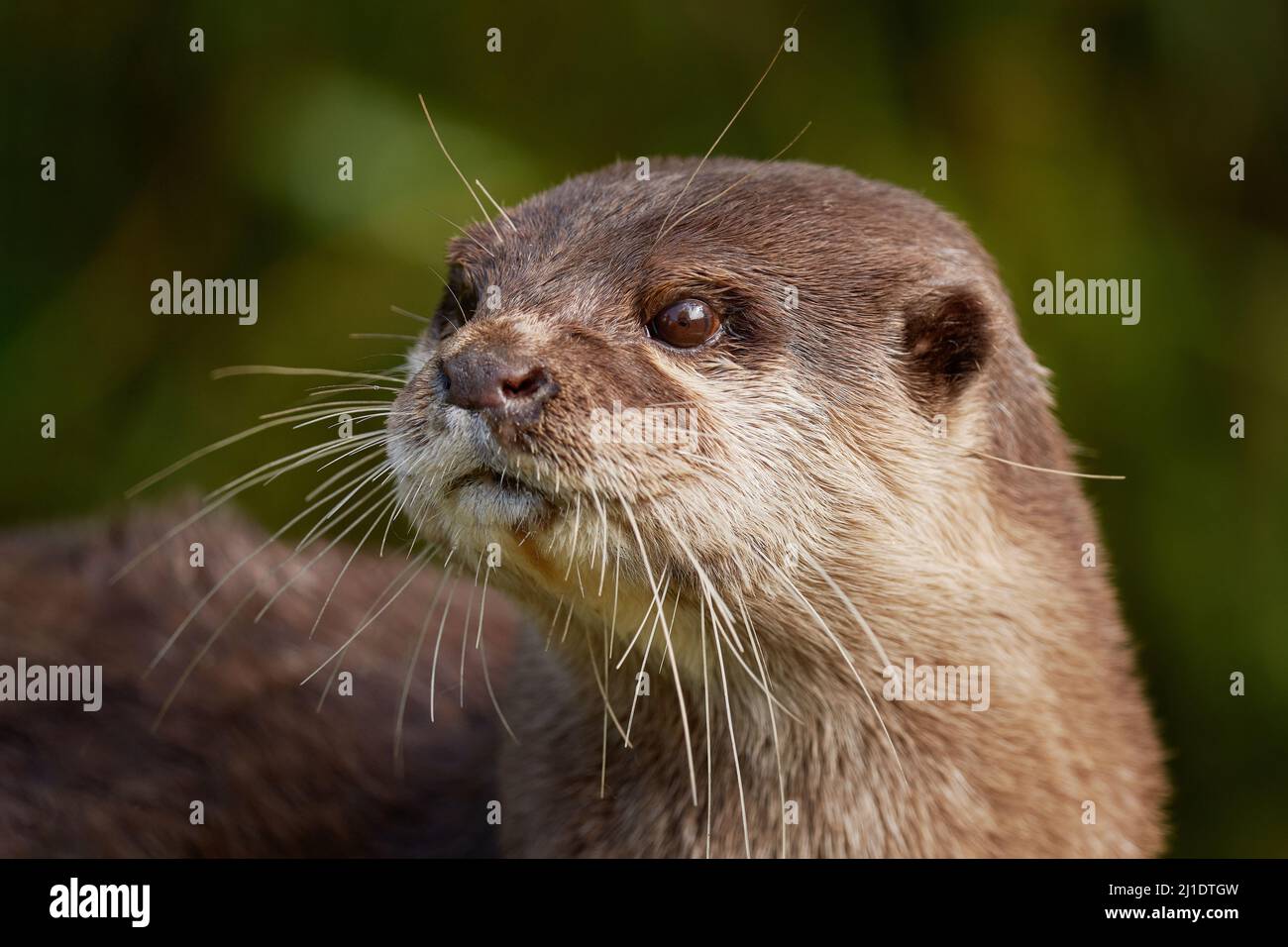 Ritratto di Otter. Lontra eurasiatica, Lutra lutra, ritratto di dettaglio di acqua animale nell'habitat naturale, Germania. Lontra giovane sull'habitat naturale, Europa Foto Stock
