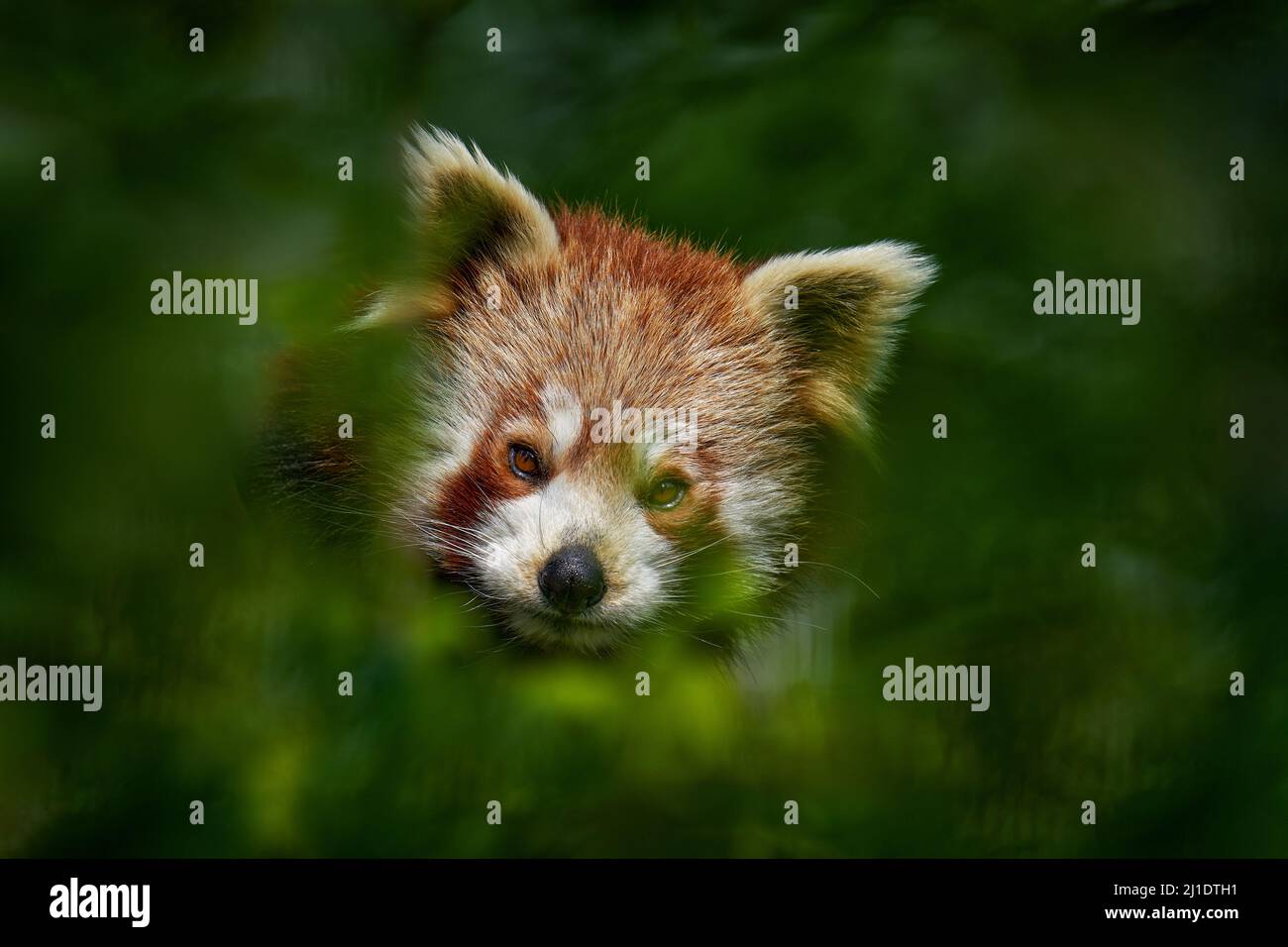 Ritratto di Panda. Bella panda rossa adagiata sull'albero con foglie verdi. Ailurus fulgens, dettaglio volto ritratto di animale dalla Cina. Fauna selvatica scena fr Foto Stock