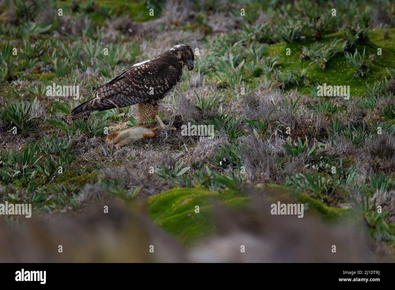 Falco variabile, poliosoma geranoaetus, lepre cattura nell'habitat naturale, Antisana NP in Ecuador. Comportamento di alimentazione dell'uccello della preda. Birdwatching nel sud Foto Stock