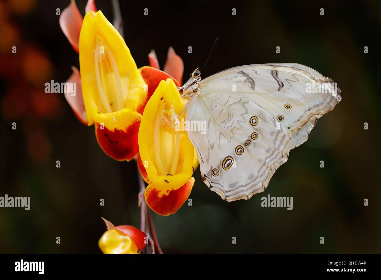 Grande farfalla bianca sul fiore giallo rosso di liana nella foresta tropicale della giungla. Morpho polifemo, il morfo bianco, farfalla bianca del Messico e C. Foto Stock